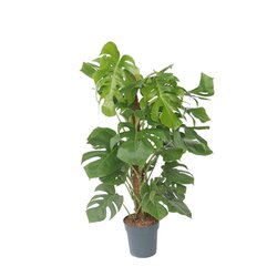 Neutralware 490032800 Fensterblatt XXL Monstera Deliciosa mit Stiel 24cm