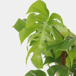 Zimmerpflanze XXL Monstera Deliciosa mit Stiel, Neutralware