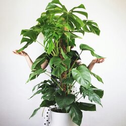 Zimmerpflanze XXL Monstera Deliciosa mit Stiel, Neutralware