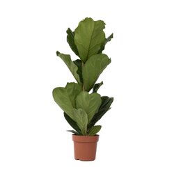 Neutralware 490028300 Geigenpflanze Ficus Lyrata 21cm