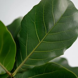 Zimmerpflanze Ficus Lyrata Fiddle Leaf Pflanze, Neutralware