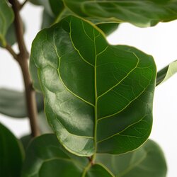 Zimmerpflanze Ficus Lyrata Fiddle Leaf Pflanze, Neutralware