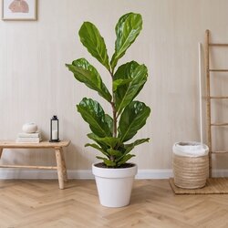 Zimmerpflanze Ficus Lyrata Fiddle Leaf Pflanze, Neutralware
