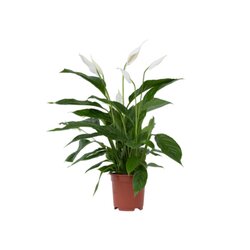 Neutralware 490027500 Friedenslilie Einblatt Spathiphyllum 17cm