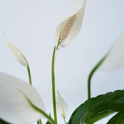 Zimmerpflanze Spathiphyllum Friedenslilie, Neutralware