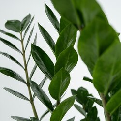 Zimmerpflanze Zamioculcas ZZ Pflanze, Neutralware