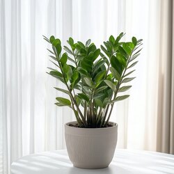 Zimmerpflanze Zamioculcas ZZ Pflanze, Neutralware