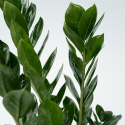 Zimmerpflanze Zamioculcas ZZ Pflanze, Neutralware
