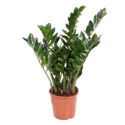 Neutralware 490028800 Glücksfeder Zamioculcas ZZ Plant 21cm