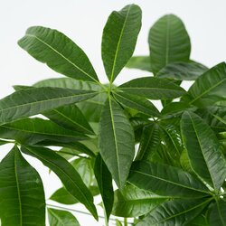 Zimmerpflanze Pachira Geldbaum, Neutralware