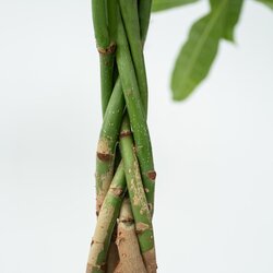 Zimmerpflanze Pachira Geldbaum, Neutralware