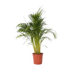 Neutralware 490031800 Goldfruchtpalme XXL Areca-Goldpalme 27cm