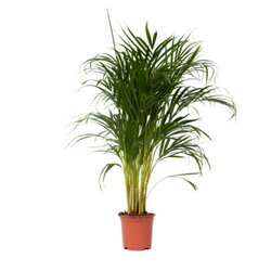 Neutralware 490028400 Goldfruchtpalme XL Areca-Goldpalme 21cm