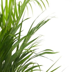 Zimmerpflanze XL Areca Goldpalme, Neutralware