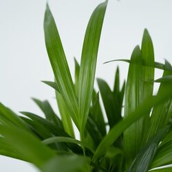 Zimmerpflanze XL Areca Goldpalme, Neutralware