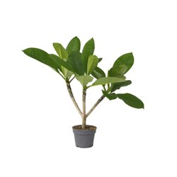 Neutralware 490027700 Hawaii-Palme Plumeria Frangipani 17cm