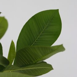 Zimmerpflanze Plumeria Frangipani Hawaii, Neutralware