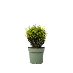 Neutralware 490025300 Japanische Stechpalme Ilex Crenata Kugel 17cm