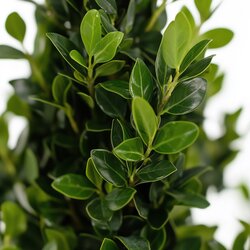 Pflanze Ilex crenata Japanische Stechpalme Kugelform, Neutralware
