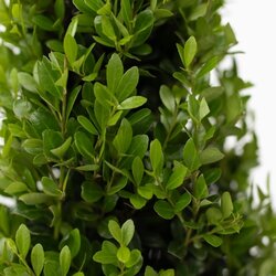 Pflanze Ilex crenata Japanische Stechpalme Kugelform, Neutralware