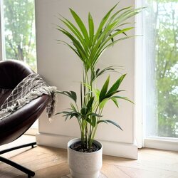 Zimmerpflanze Kentia Howea forsteriana Palme, Neutralware
