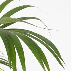 Zimmerpflanze Kentia Howea forsteriana Palme, Neutralware