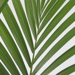 Zimmerpflanze Kentia Howea forsteriana Palme, Neutralware