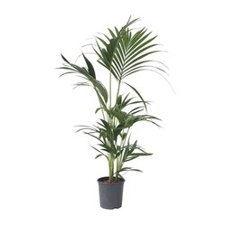 Neutralware 490031000 Kentia Palme 18cm