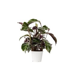 Neutralware 490030400 Korbmarante Calathea Fusion Weiß 14cm