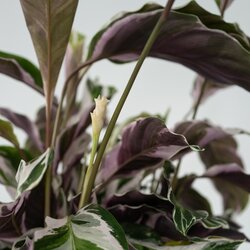 Zimmerpflanze Korbmarante Calathea Fusion Weiß, Neutralware