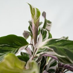 Zimmerpflanze Korbmarante Calathea Fusion Weiß, Neutralware