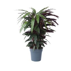 Neutralware 490026600 Korbmarante Calathea Wavestar 27cm
