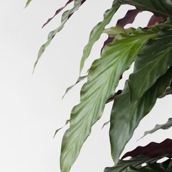 Zimmerpflanze Korbmarante Calathea Wavestar, Neutralware