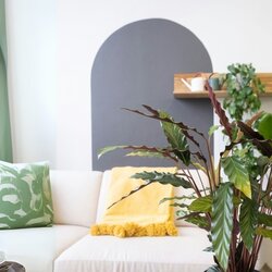 Zimmerpflanze Korbmarante Calathea Wavestar, Neutralware