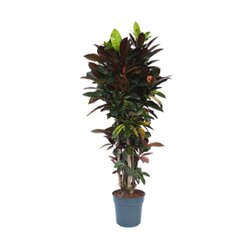 Neutralware 490031900 Codiaeum Iceton XXL 31cm