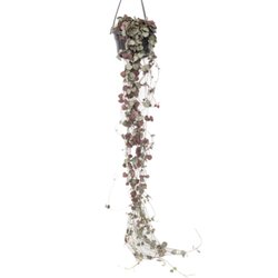 Neutralware 490030800 Leuchterblume Ceropegia Woodii 14cm