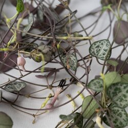 Zimmerpflanze String of Hearts Ceropegia Woodii, Neutralware