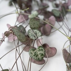 Zimmerpflanze String of Hearts Ceropegia Woodii, Neutralware