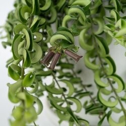 Zimmerpflanze Aeschynanthus Twister, Neutralware