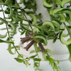 Zimmerpflanze Aeschynanthus Twister, Neutralware