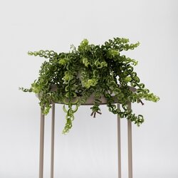 Zimmerpflanze Aeschynanthus Twister, Neutralware