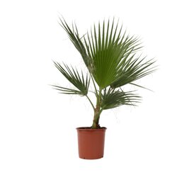 Neutralware 490027300 Mexikanische Fächerpalme XL Washingtonia Robusta 21cm