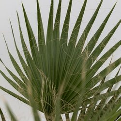 Zimmerpflanze XL Mexikanische Fächerpalme Washingtonia Robusta, Neutralware