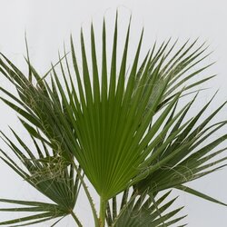 Zimmerpflanze XL Mexikanische Fächerpalme Washingtonia Robusta, Neutralware