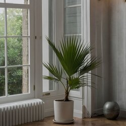 Zimmerpflanze XL Mexikanische Fächerpalme Washingtonia Robusta, Neutralware