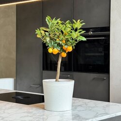 Zimmerpflanze Mini Orangenbaum Citrus Calamondin am Stamm, Neutralware