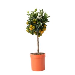 Neutralware 490031400 Orangenbaum Citrus Calamondin auf Stiel 19cm