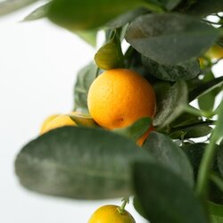 Zimmerpflanze Mini Orangenbaum Citrus Calamondin am Stamm, Neutralware