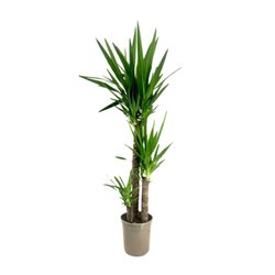 Neutralware 490026900 Palmlilie XL Yucca Elephantipes 24cm