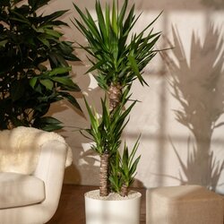 Zimmerpflanze Palmlilie XL Yucca Elephantipes, Neutralware